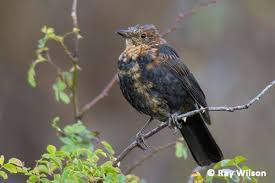 Attēlu rezultāti vaicājumam “Turdus merula juvenile”
