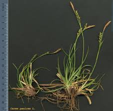 Attēlu rezultāti vaicājumam “Carex panicea”