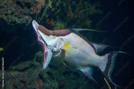 Image result for Lachnolaimus maximus