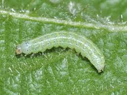 Attēlu rezultāti vaicājumam “Cosmia trapezina”