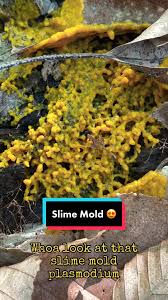 Attēlu rezultāti vaicājumam “Brefeldia maxima young”