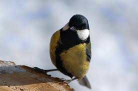 Attēlu rezultāti vaicājumam “Parus major male”