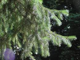 Attēlu rezultāti vaicājumam “Picea abies fo. virgata leaf”