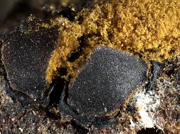 Attēlu rezultāti vaicājumam “Perichaena corticalis”