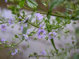Attēlu rezultāti vaicājumam “Veronica anagallis-aquatica leaf”