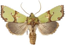 Attēlu rezultāti vaicājumam “Staurophora celsia”