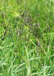 Attēlu rezultāti vaicājumam “Glyceria lithuanica”