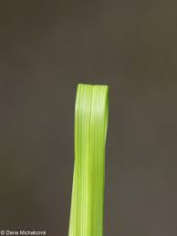 Attēlu rezultāti vaicājumam “Carex ornithopoda leaf”