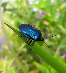 Attēlu rezultāti vaicājumam “Zicrona caerulea nymph”