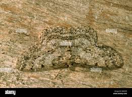 Attēlu rezultāti vaicājumam “Hypomecis punctinalis”