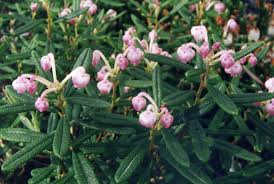 Attēlu rezultāti vaicājumam “Andromeda polifolia leaf”