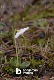 Attēlu rezultāti vaicājumam “Moneses uniflora flower”