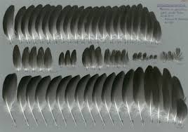 Attēlu rezultāti vaicājumam “Stercorarius parasiticus adult”