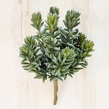 Attēlu rezultāti vaicājumam “Sedum album leaf”