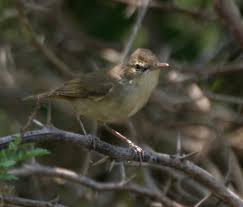 Attēlu rezultāti vaicājumam “Acrocephalus dumetorum”