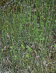 Attēlu rezultāti vaicājumam “Equisetum variegatum”