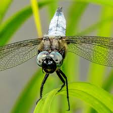 Attēlu rezultāti vaicājumam “Libellula fulva male”