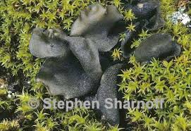 Attēlu rezultāti vaicājumam “Leptogium saturninum”