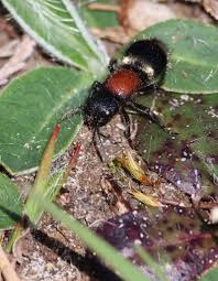 Attēlu rezultāti vaicājumam “Mutilla europaea”