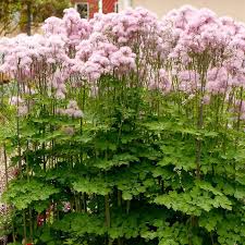 Attēlu rezultāti vaicājumam “Thalictrum”