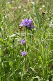 Attēlu rezultāti vaicājumam “Campanula cervicaria”