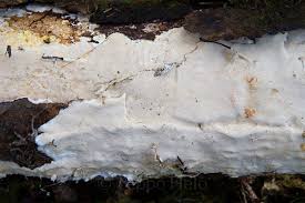 Attēlu rezultāti vaicājumam “Perenniporia subacida”