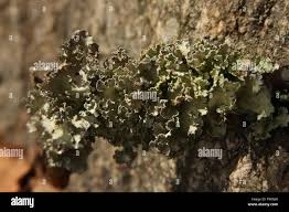 Attēlu rezultāti vaicājumam “Physcia adscendens”