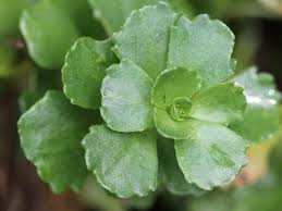 Attēlu rezultāti vaicājumam “Phedimus spurius leaf”