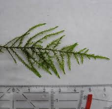 Attēlu rezultāti vaicājumam “Calliergonella cuspidata”