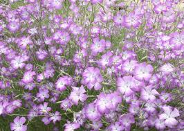 Image result for Kornrade