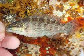 Image result for Tautogolabrus adspersus