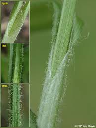 Attēlu rezultāti vaicājumam “Hemitrichia sordivesiculosa sessile”