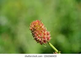 Attēlu rezultāti vaicājumam “Trollius europaeus fruit”