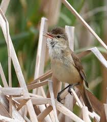 Attēlu rezultāti vaicājumam “Acrocephalus arundinaceus adult”