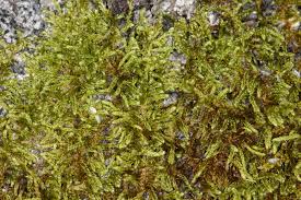 Attēlu rezultāti vaicājumam “Hypnum cupressiforme var. filiforme”