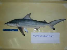 Image result for Carcharhinus limbatus