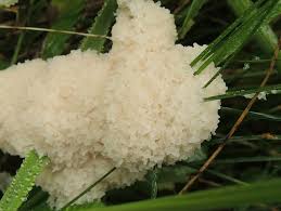 Attēlu rezultāti vaicājumam “Fuligo candida”