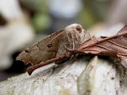 Attēlu rezultāti vaicājumam “Odontopera bidentata”