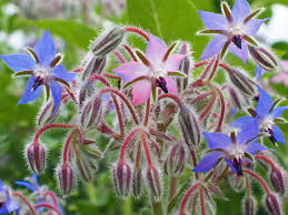 Attēlu rezultāti vaicājumam “Borago officinalis flower”