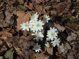 Attēlu rezultāti vaicājumam “Hepatica nobilis flower”