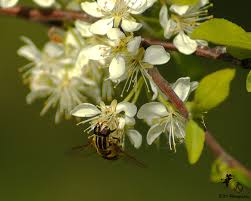 Attēlu rezultāti vaicājumam “Helophilus sp.”