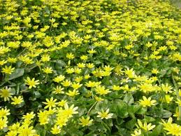 Attēlu rezultāti vaicājumam “Ficaria verna”