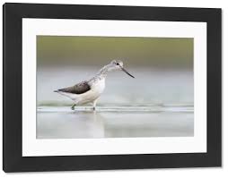 Attēlu rezultāti vaicājumam “Tringa nebularia adult”