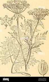 Attēlu rezultāti vaicājumam “Peucedanum palustre”