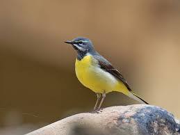 Attēlu rezultāti vaicājumam “Motacilla cinerea”