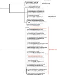 Attēlu rezultāti vaicājumam “Tischeria complanella larva”