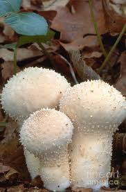 Attēlu rezultāti vaicājumam “Lycoperdon perlatum”
