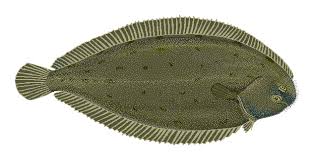 Image result for Solea solea