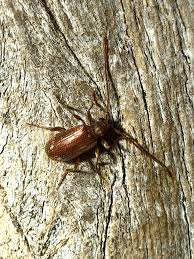 Attēlu rezultāti vaicājumam “Ptinus sp.”