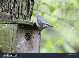 Attēlu rezultāti vaicājumam “Sitta europaea nest”